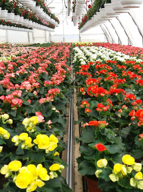 Ruusubegonia